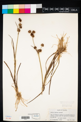 Juncus validus image