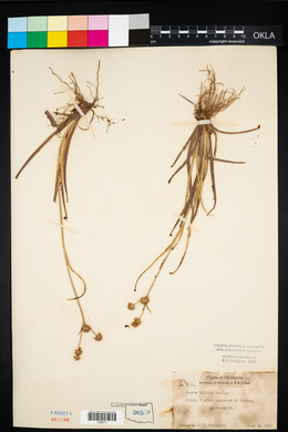 Juncus validus image