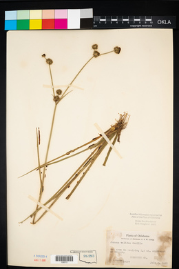 Juncus validus image