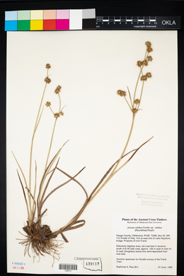 Juncus validus image