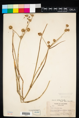 Juncus validus image