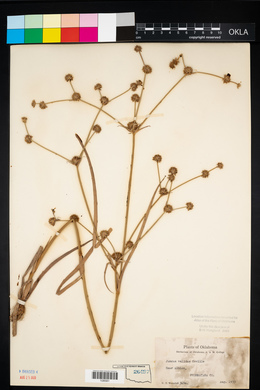 Juncus validus image