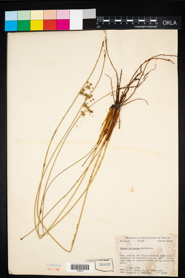 Juncus coriaceus image