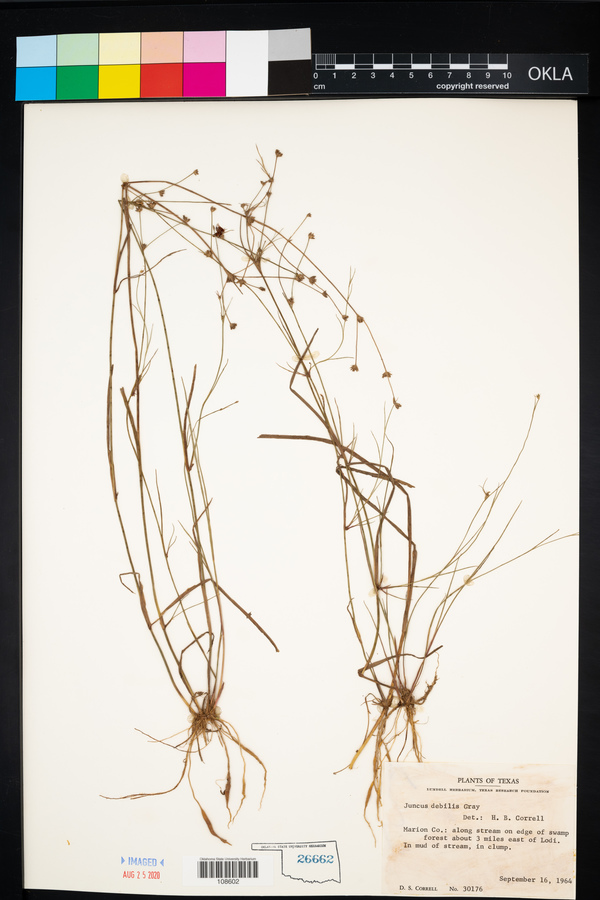 Juncus debilis image