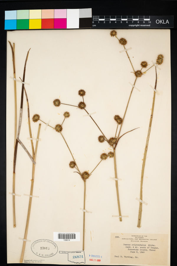 Juncus polycephalus image