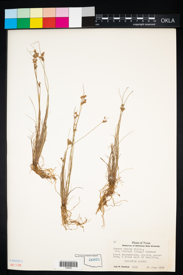 Juncus dudleyi image