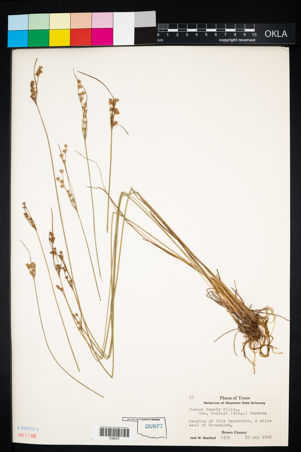Juncus dudleyi image