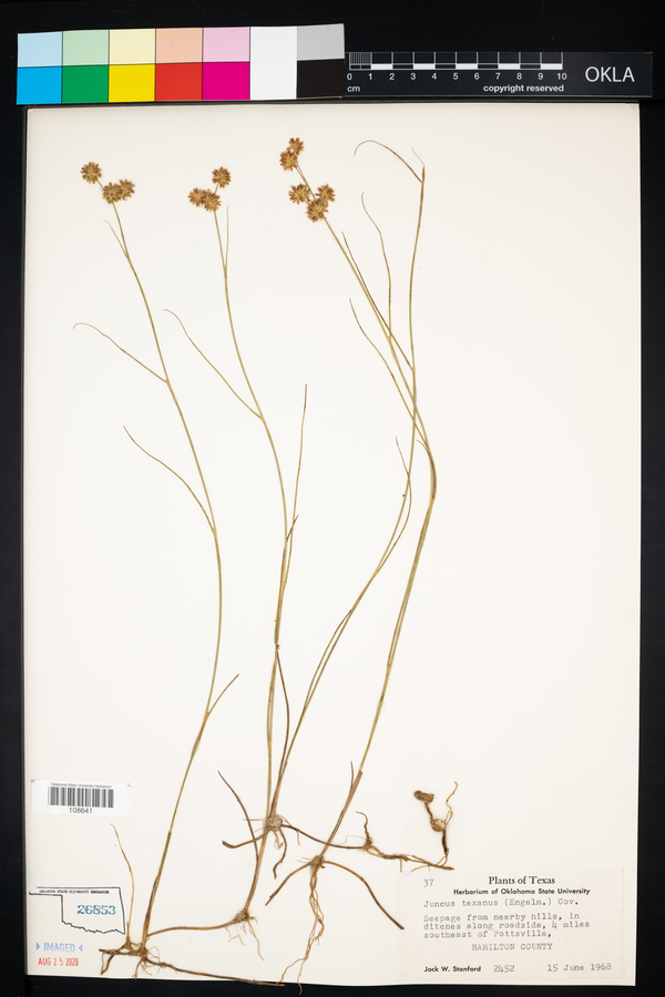 Juncus texanus image