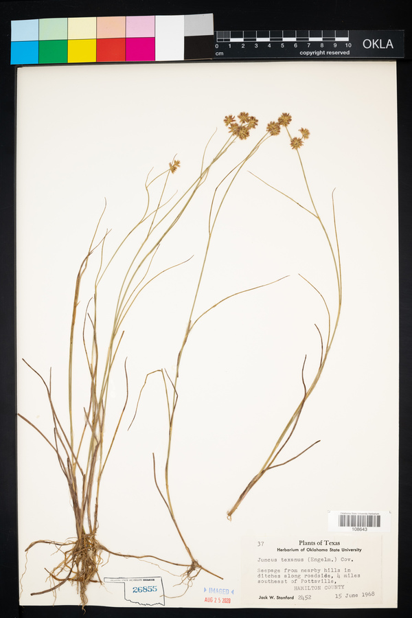 Juncus texanus image