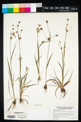 Luzula bulbosa image