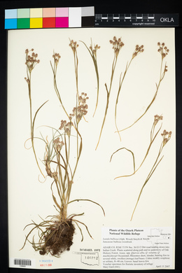 Luzula bulbosa image