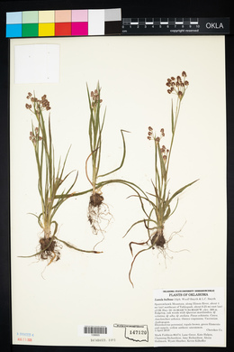 Luzula bulbosa image