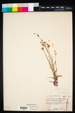 Luzula bulbosa image