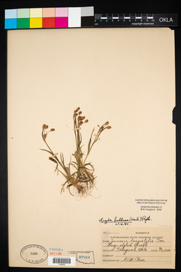 Luzula bulbosa image