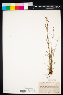 Luzula bulbosa image