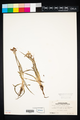 Luzula bulbosa image