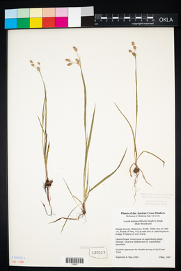 Luzula bulbosa image