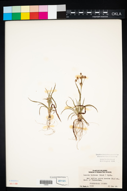 Luzula bulbosa image