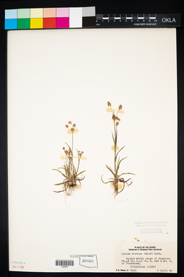 Luzula bulbosa image