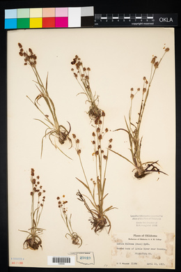 Luzula bulbosa image