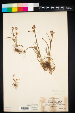 Luzula bulbosa image