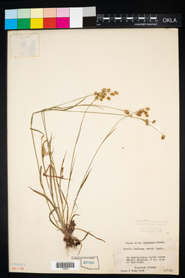 Luzula bulbosa image