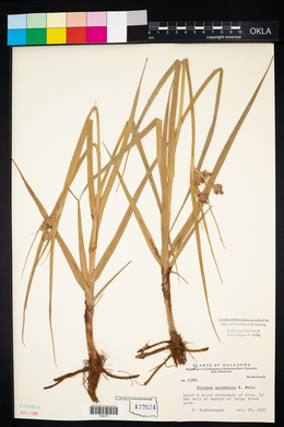 Bolboschoenus maritimus subsp. paludosus image