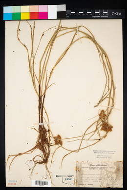 Scleria pauciflora image