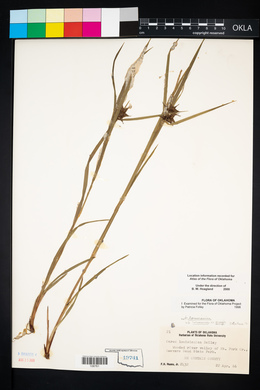 Carex louisianica image