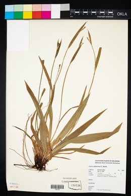 Carex albursina image