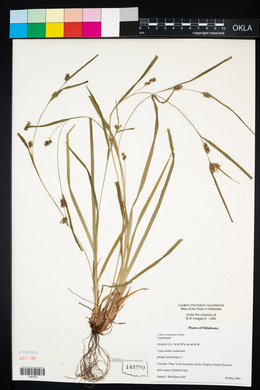 Carex corrugata image