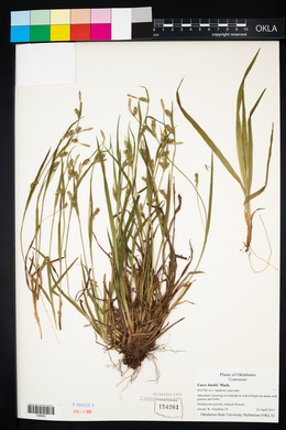 Carex bushii image