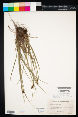 Carex bushii image