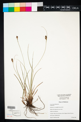 Carex bushii image