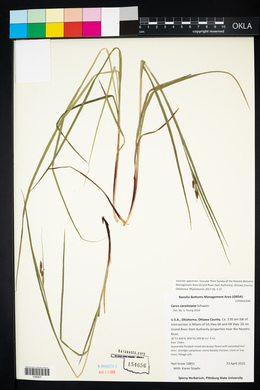 Carex caroliniana image