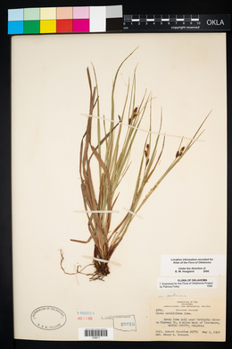 Carex caroliniana image