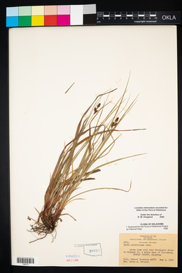 Carex caroliniana image