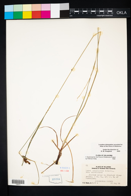 Carex caroliniana image