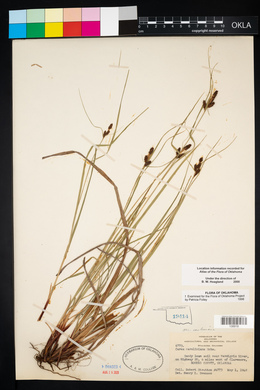 Carex caroliniana image