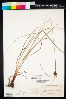 Carex caroliniana image