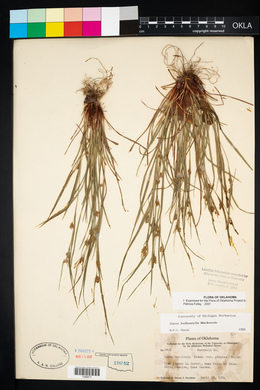 Carex bulbostylis image