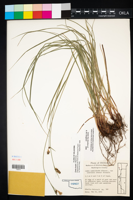 Carex bushii image