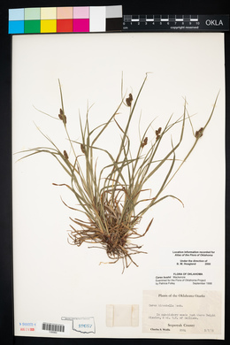 Carex bushii image