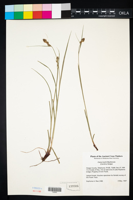 Carex bushii image