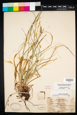 Carex cherokeensis image