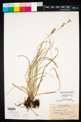 Carex cherokeensis image