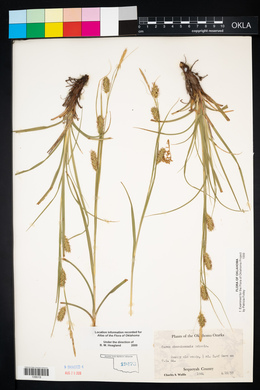 Carex cherokeensis image