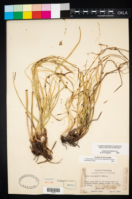 Carex cherokeensis image