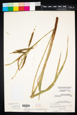 Carex crinita var. brevicrinis image