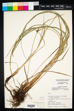 Carex emoryi image